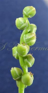  Rachilla bearing female flowers